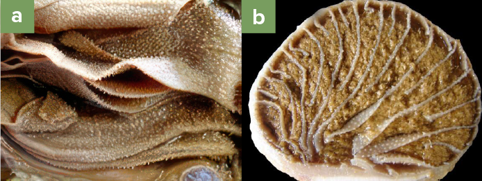 The image is divided into two labeled sections, (a) and (b), showcasing close-up views of internal structures. Image (a) shows multiple overlapping layers of soft, fleshy tissue with a textured, bumpy surface, possibly a section of a cow's stomach lining, emphasizing the ridges and folds. Image (b) depicts a cross-sectional view of a rounded organ, with branching grooves or ridges extending from the center outward, resembling the internal structure of the omasum. 
